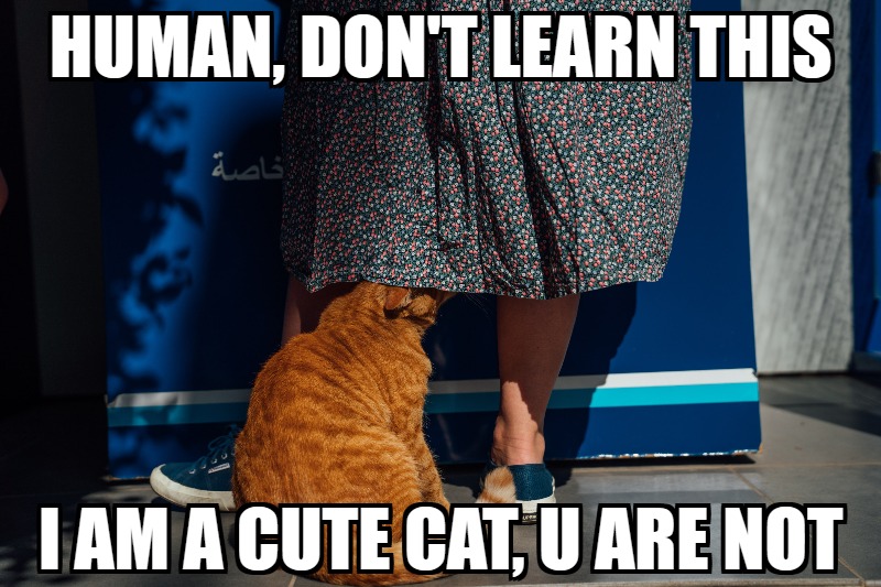 Meme Monday - Cat Sexual Harassment
